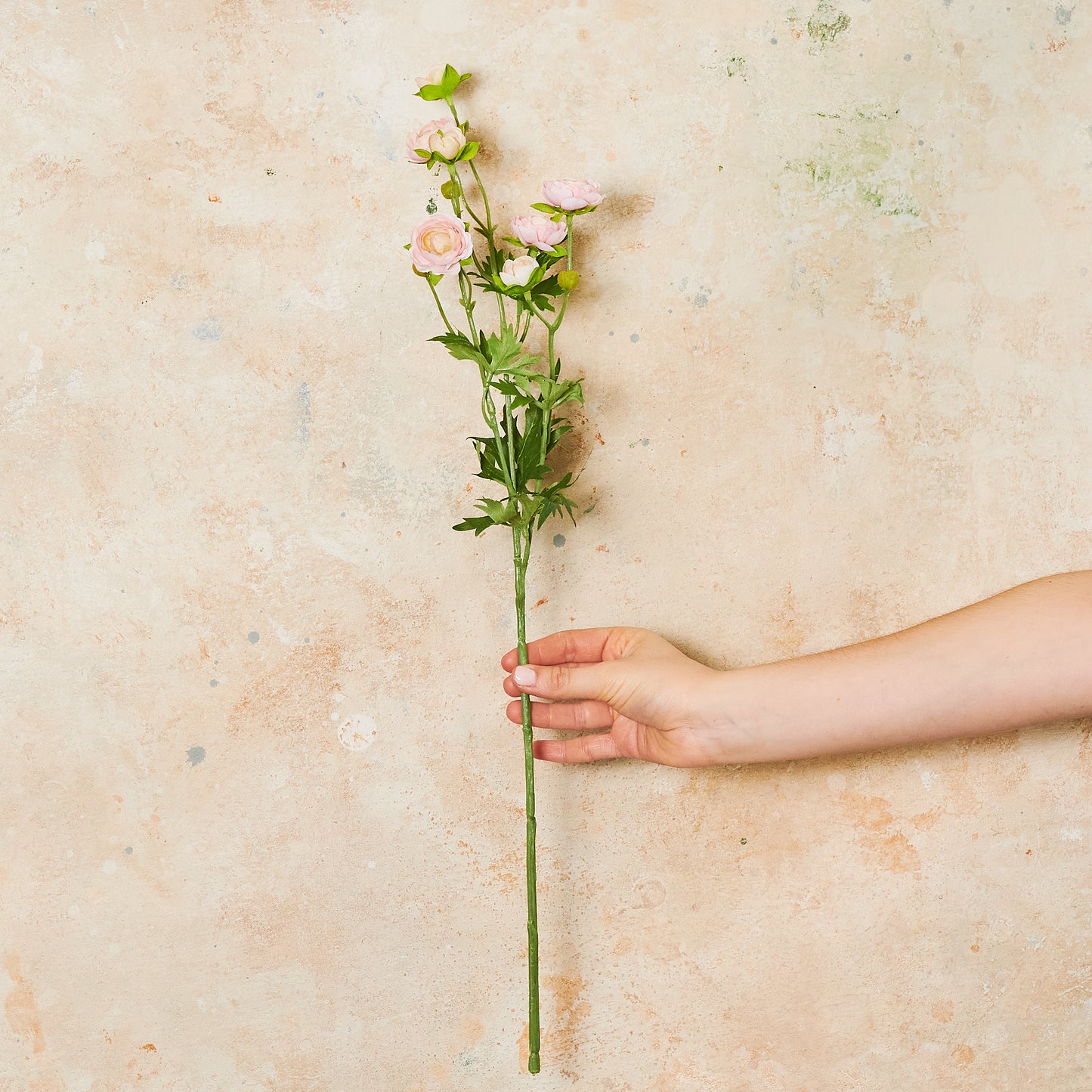 Ranunculus Spray Flower Stem