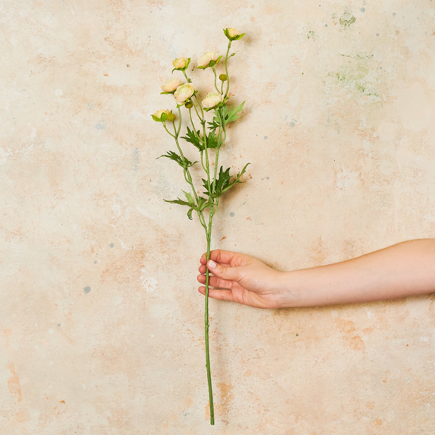 Ranunculus Spray Flower Stem