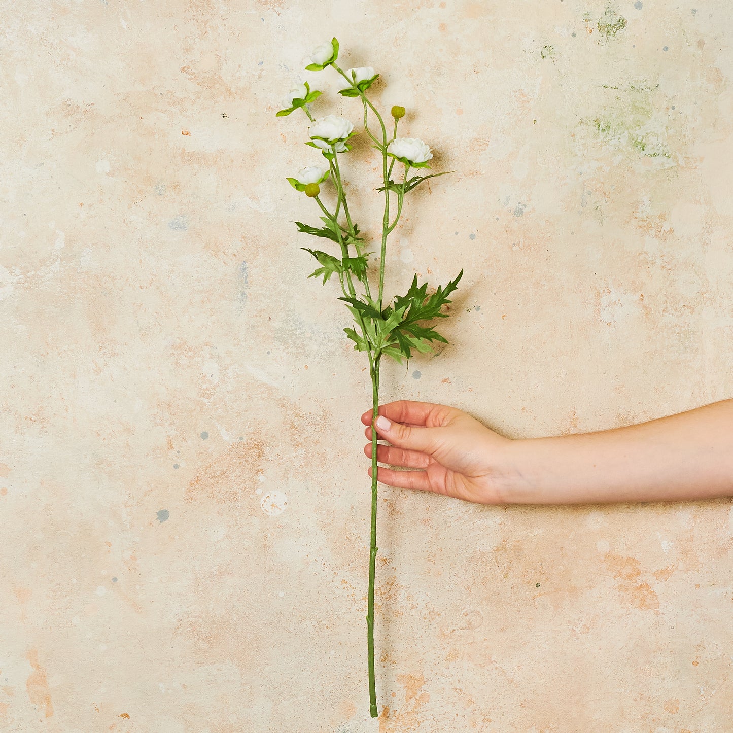 Ranunculus Spray Flower Stem