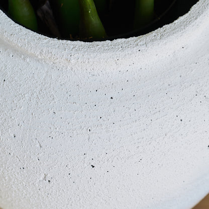 Zoe Zanzibar Gem Plant with Pot