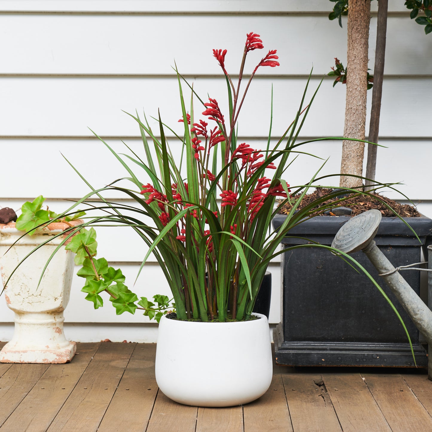 Angus Kangaroo Paw Plant with Pot