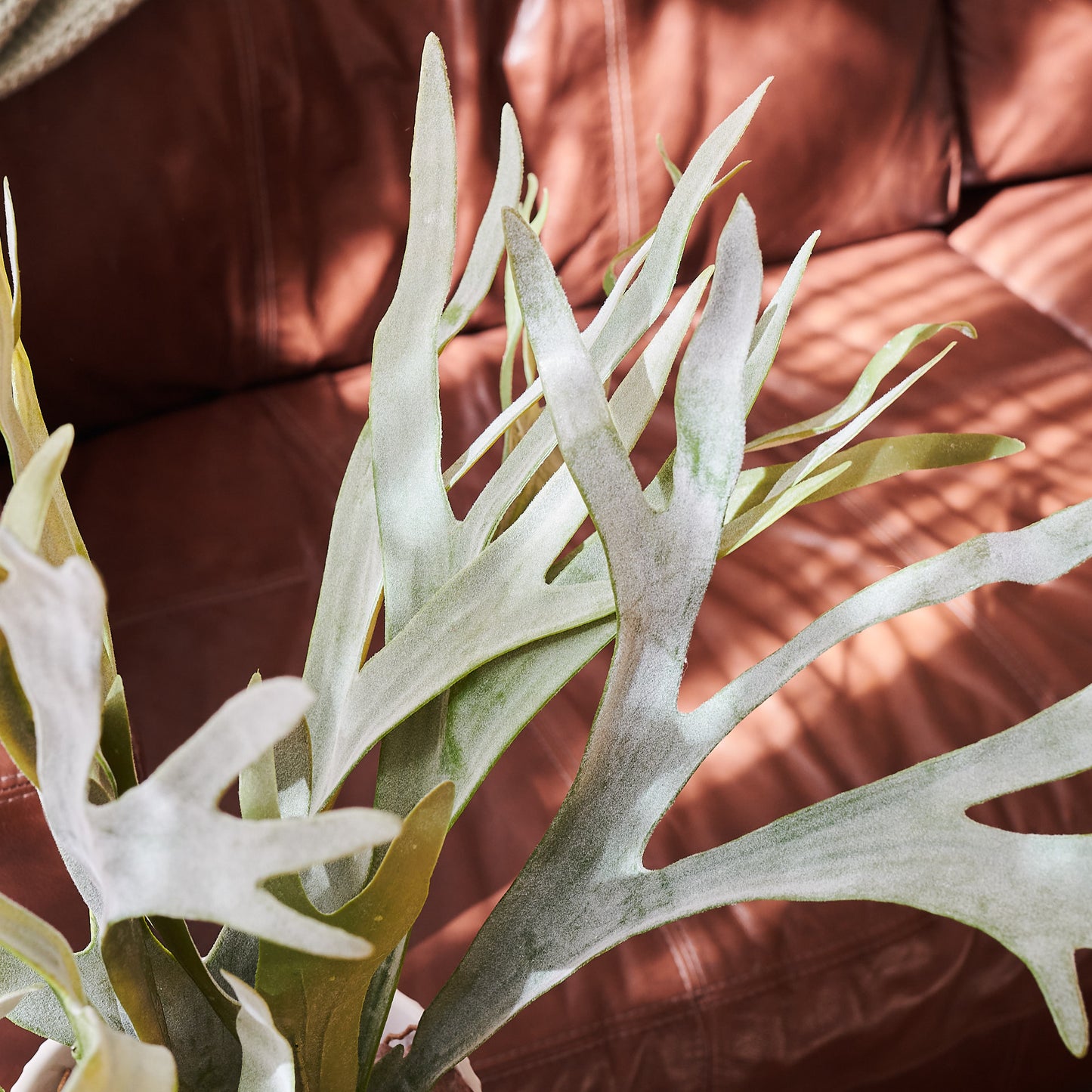 Staghorn Plant