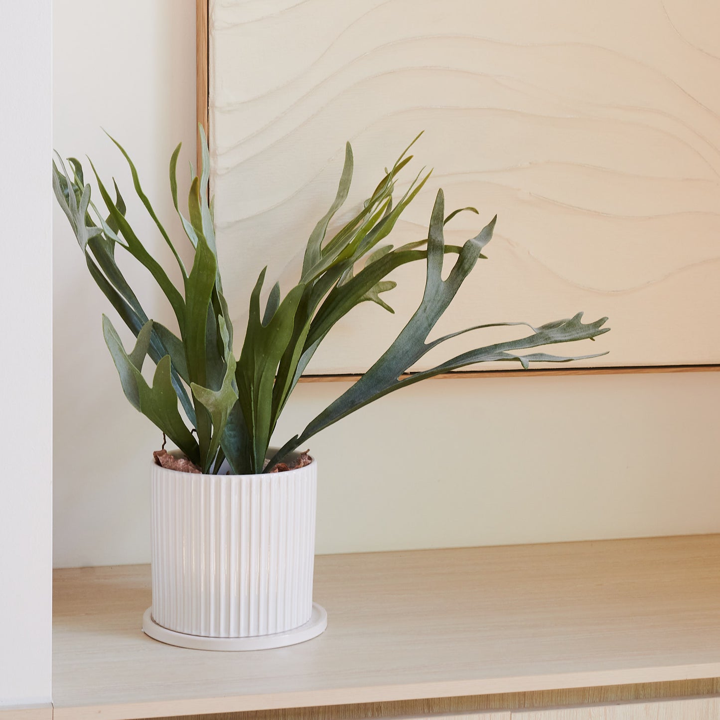 Staghorn Plant