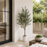 Aura Olive Tree with Ambient Lights