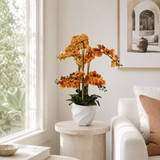 Emma Phalaenopsis Orchid