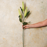 Casablanca Lily Bud Real Touch Flower Stem