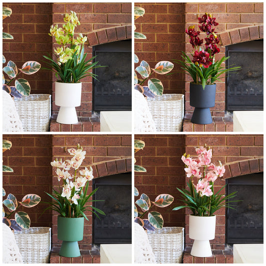 Eloise Cymbidium Orchid in Pot