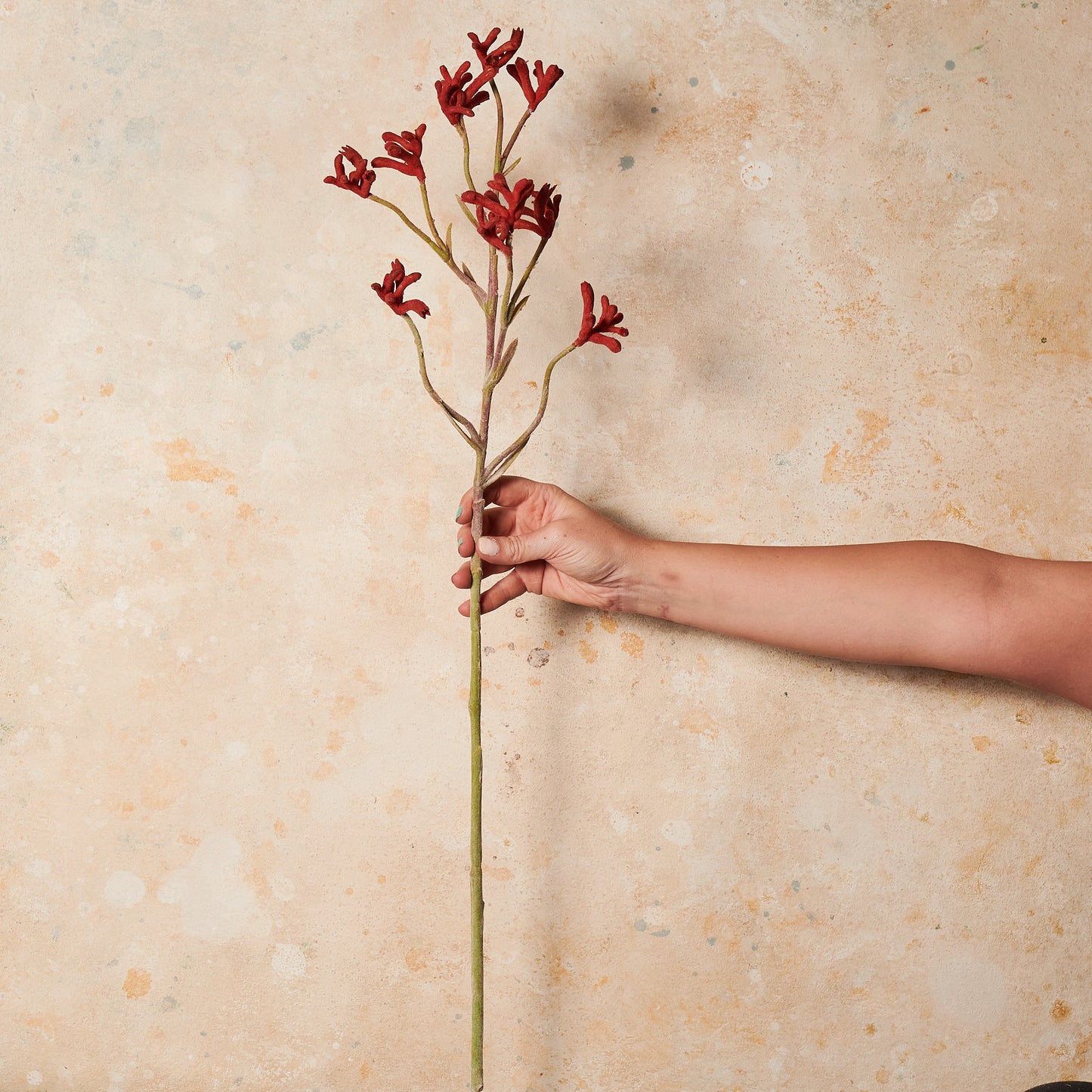 Kangaroo Paw Real Touch Flower Stem
