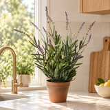 Lavender Plant in Pot