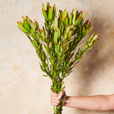 Protea Leucadendron Real Touch Flower Stem