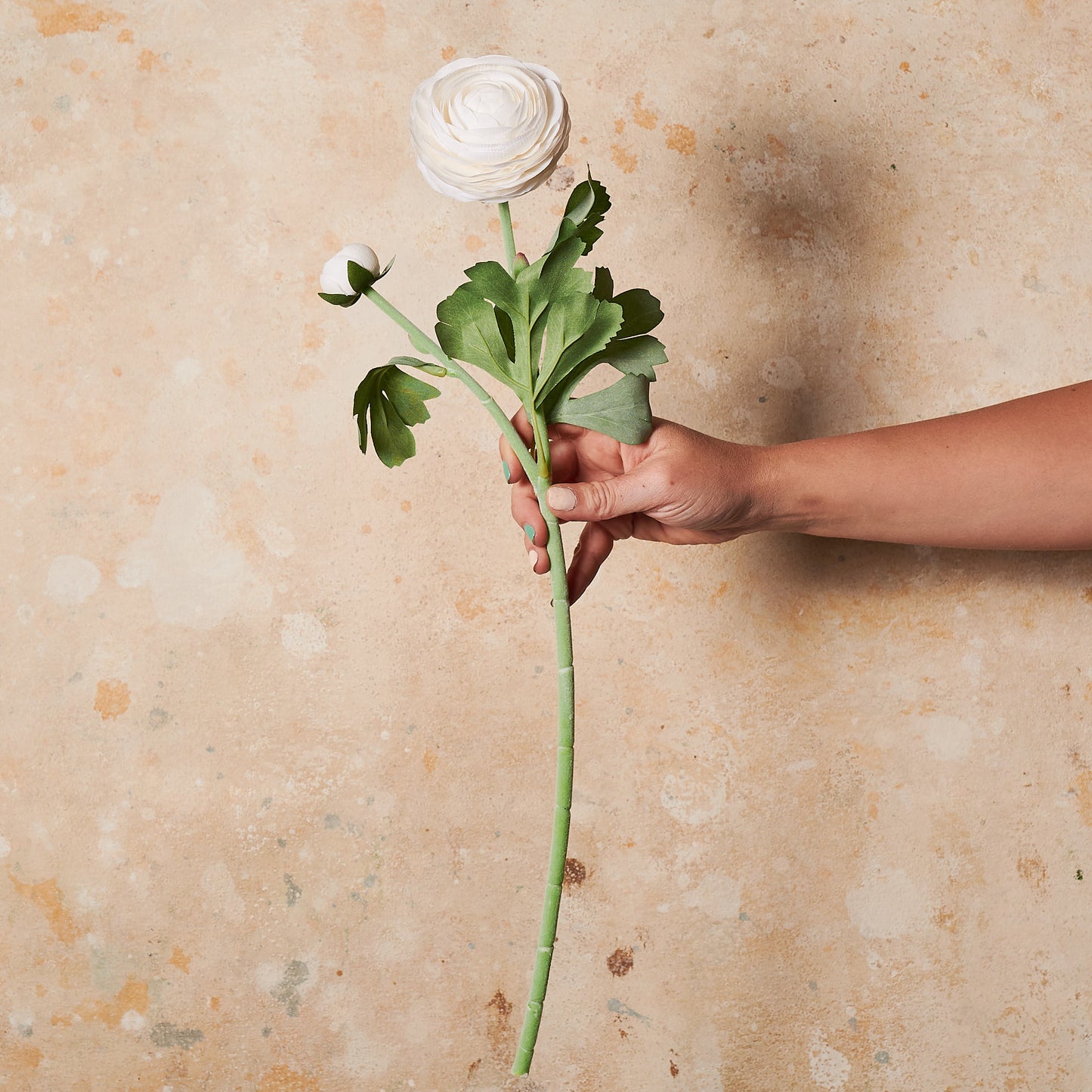 Ranunculus Real Touch Flower Stem