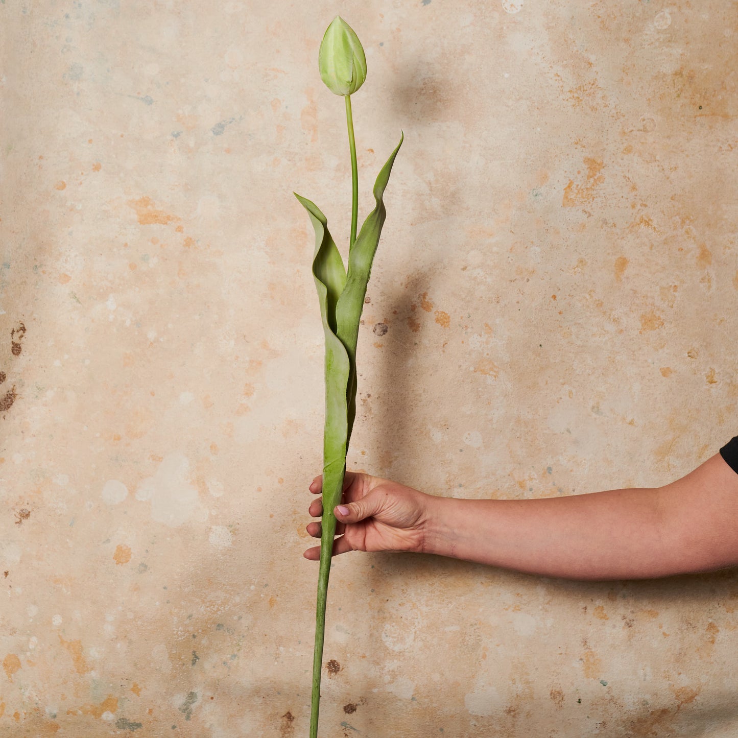 Tulip Flower Stem