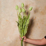 Tulip Flower Stem