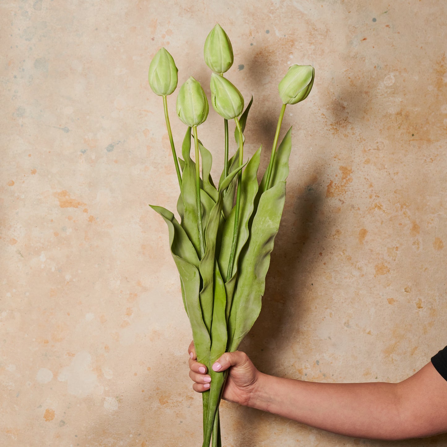 Tulip Flower Stem