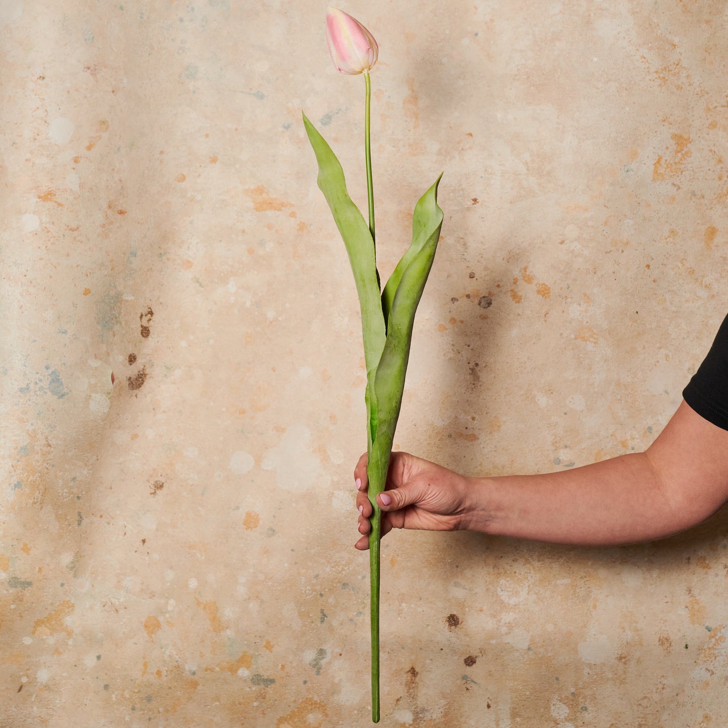 Tulip Flower Stem