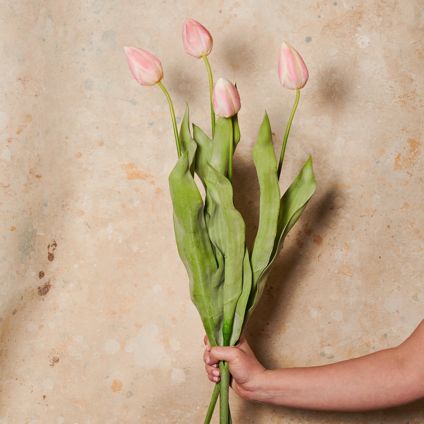Tulip Flower Stem