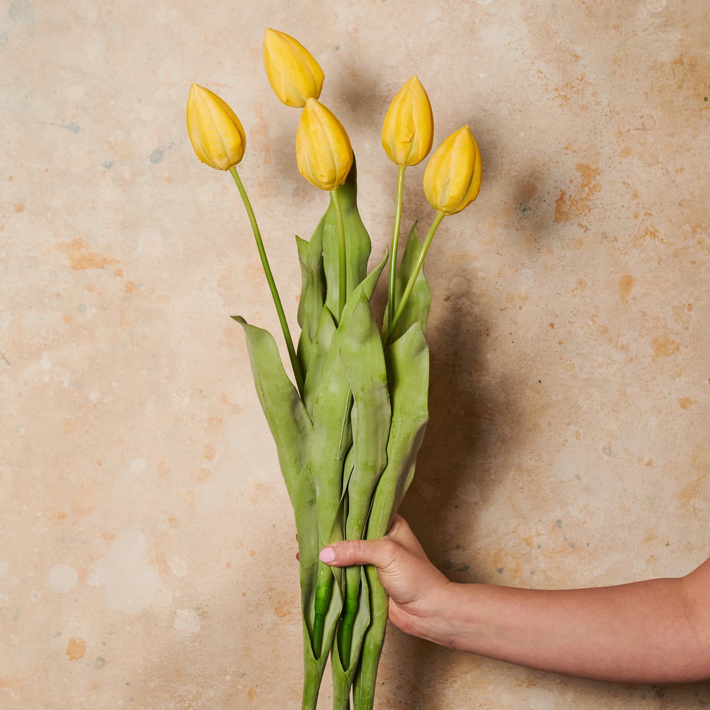 Tulip Flower Stem