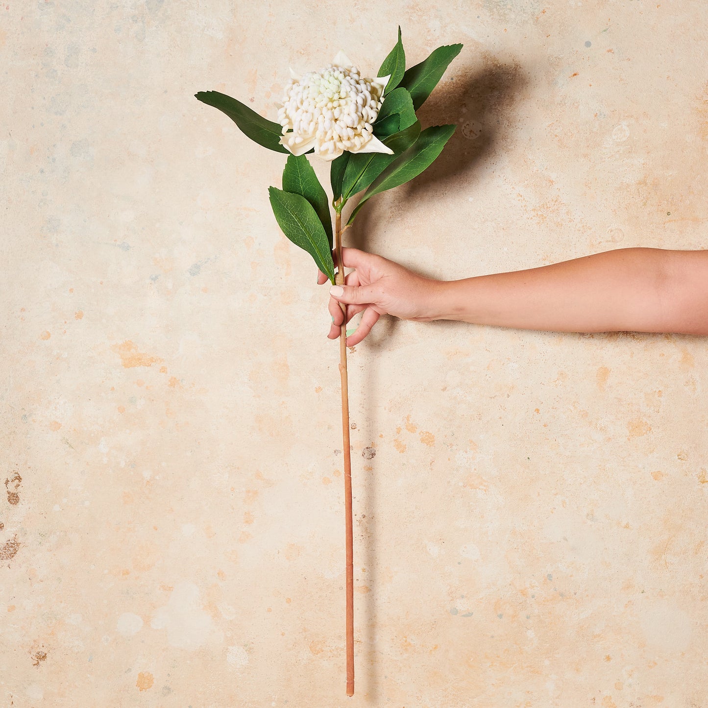 Waratah Real Touch Flower Stem