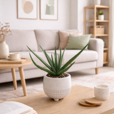 Aloe Plant in Pot