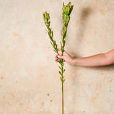 Protea Leucadendron Real Touch Flower Stem
