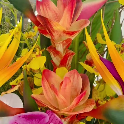 Calypso