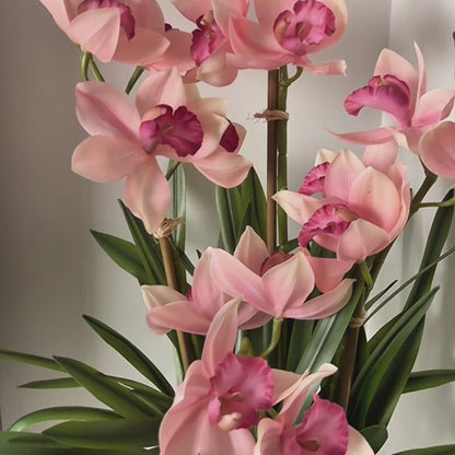 Eloise Cymbidium Orchid in Pot