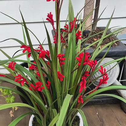 Angus Kangaroo Paw Plant with Pot